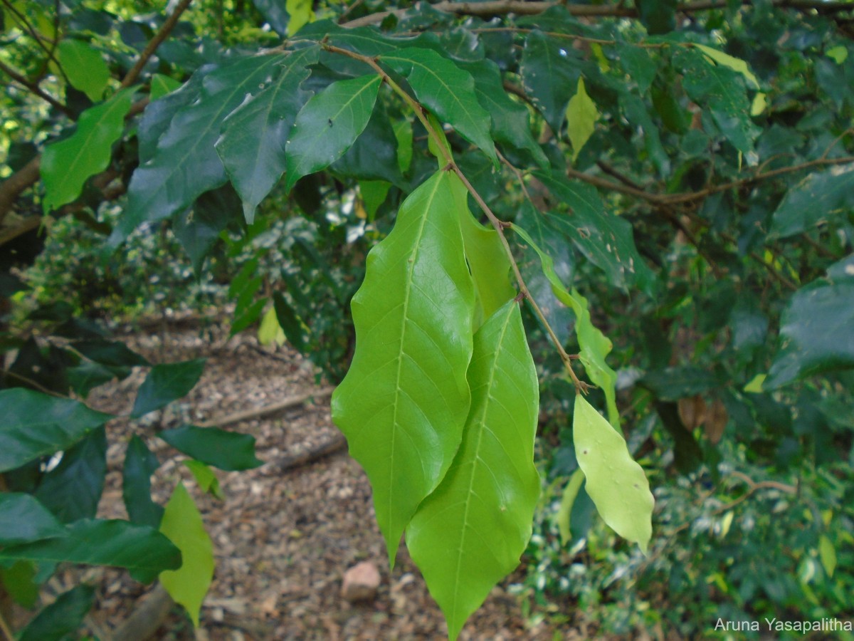 Cleistanthus pallidus (Thwaites) Müll.Arg.